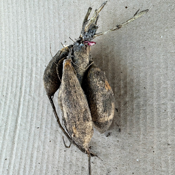 Саженцы Георгина Contraste