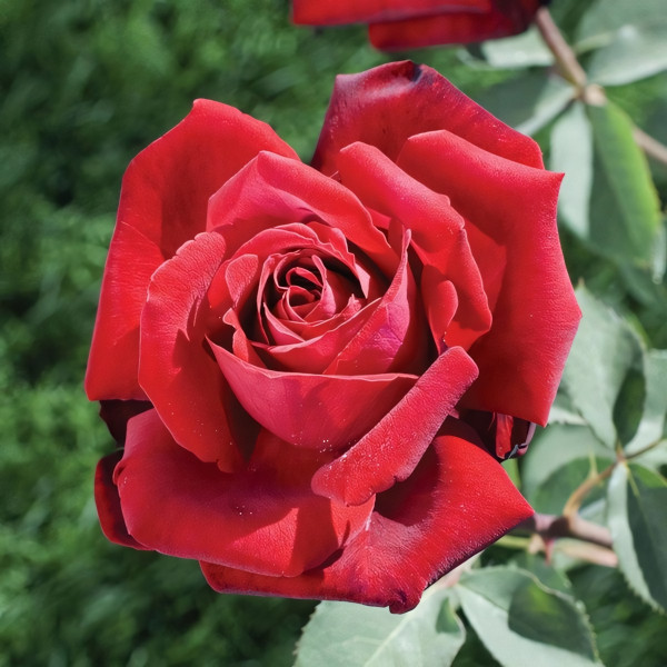 Саженцы Роза чайно-гибридная Матильда