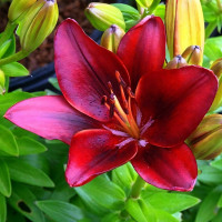 Луковицы  Лилия азиатская Tiny Rocket (Тайни Рокет) (3шт.)