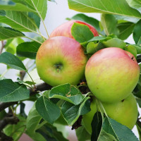 Саженцы Яблоня Яблочный Спас