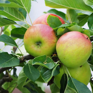 Саженцы Яблоня Яблочный Спас
