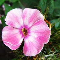 Саженцы Флокс Tatyana (Татьяна)