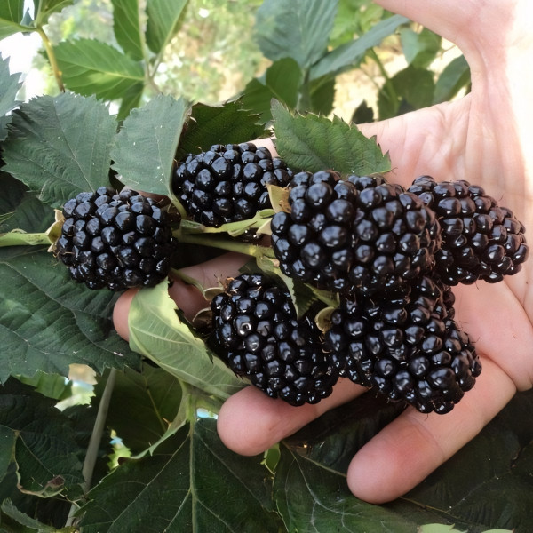 Саженцы Ежевика Блэк Меджик