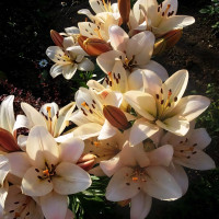 Луковицы  Лилия ЛА гибрид Champagne Diamond (Шампань Диамонд) (3шт.)