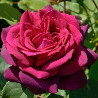 Саженцы Роза чайно-гибридная Графиня Диана