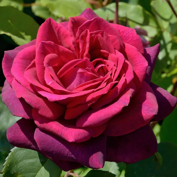 Саженцы Роза чайно-гибридная Графиня Диана