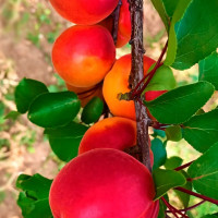 Саженцы Абрикос Биг Ред