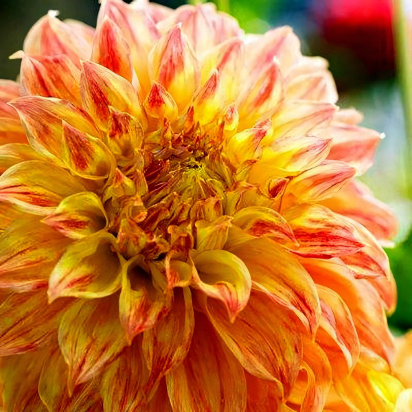 Саженцы Георгина El Sol