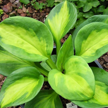 Саженцы Хоста Sunset Grooves (Сансет Грувес) М