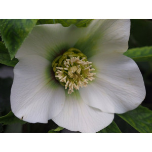 Морозник Притти Эллен Уайт .