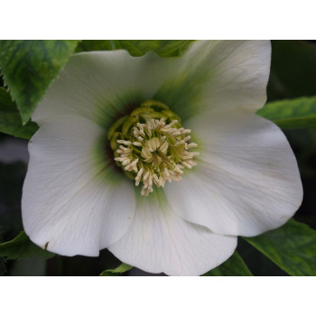 Морозник Притти Эллен Уайт .