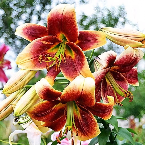 Луковицы Саженцы Лилия ОТ гибрид Debby (Дебби) (3шт.)