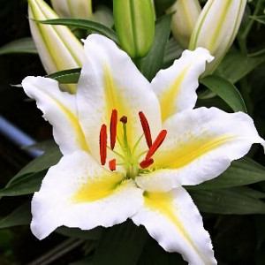  Лилия Голден Романс