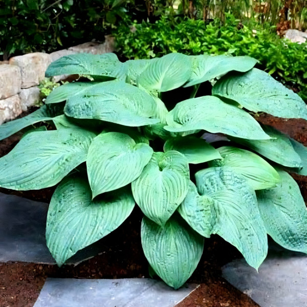 Саженцы Хоста Jurassic Park (Джурасик Парк) XL