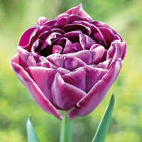 Луковицы Тюльпан махровый Дрим Тач (в упаковке - 3шт.)