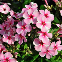 Саженцы Флокс метельчатый Early Pink Candy (Эрли Пинк Кенди)