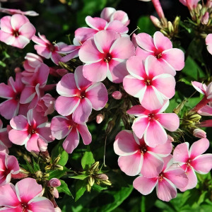 Саженцы Флокс метельчатый Early Pink Candy (Эрли Пинк Кенди)