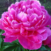 Саженцы Пион Celebration (Селебрейшн)