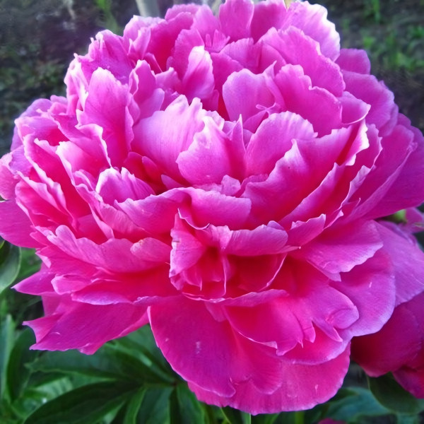 Саженцы Пион Celebration (Селебрейшн)