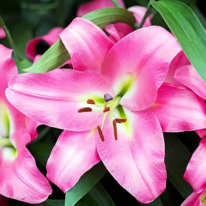  Лилия ОТ гибрид Maldano (Мальдано)