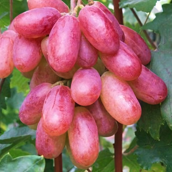 Саженцы Виноград розовый Золотистый юбилей