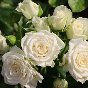 Саженцы Роза спрей Лидия Вайт