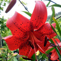 Луковицы  Лилия Red Life (Рэд Лайф) (3шт.)