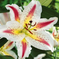 Луковицы  Лилия восточная Playtime (Плейтайм) (3шт.)