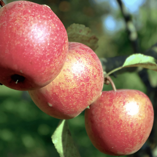 Саженцы Яблоня Адыгейское