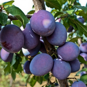 Саженцы Слива Кабардинка