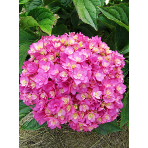 Гортензия крупнолистная You and Me Together