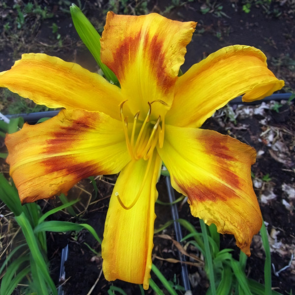 Саженцы Лилейник On Silken Thread (Он Силкен Срэд)