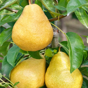 Саженцы Груша колоновидная Сладкая красавица