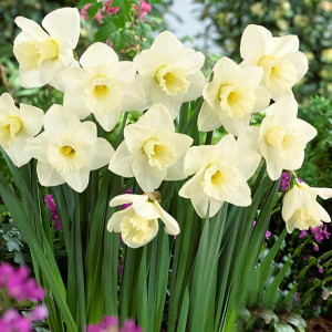 Нарцисс крупноцветковый Орегон Сноу (в упаковке - 3шт.)