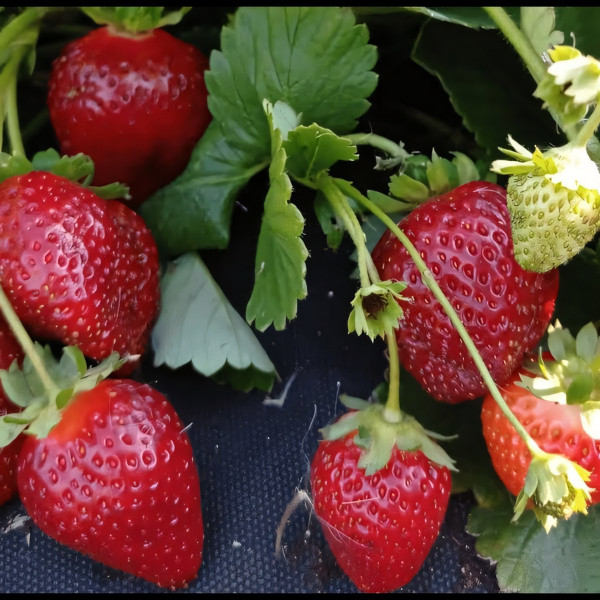 Саженцы Земляника Олимпия  (упаковка 5 шт.)