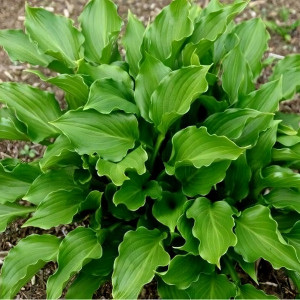 Саженцы Хоста Rippled Honey (Рипплд Хани) М