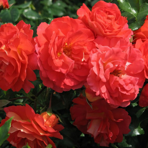 Саженцы Роза флорибунда Братья Гримм