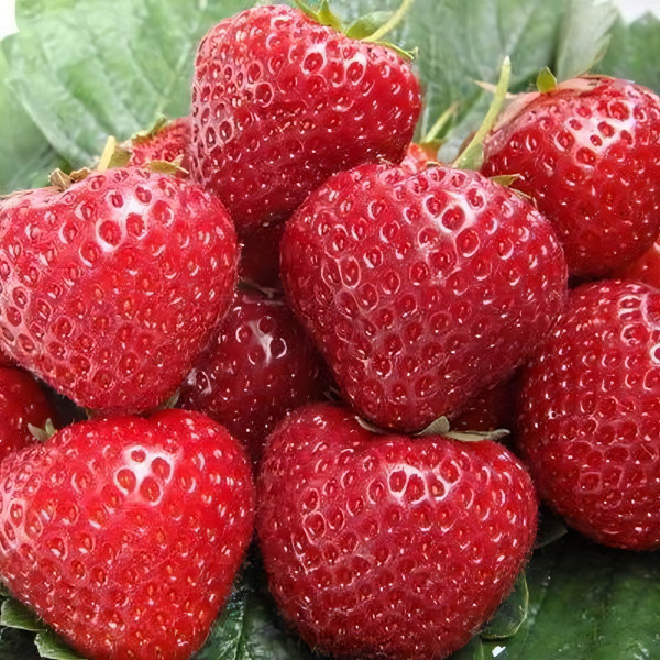 Саженцы Земляника Максим  (упаковка 5 шт.)