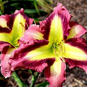 Саженцы Лилейник Pirates Smile (Пират Смайл)