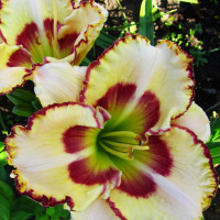 Саженцы Лилейник Lady Betty Fretz (Леди Бетти Фретц)