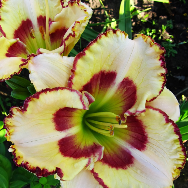 Саженцы Лилейник Lady Betty Fretz (Леди Бетти Фретц)