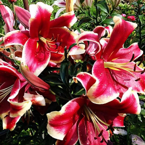  Лилия ОТ гибрид African Lady (Африкан Лейди)