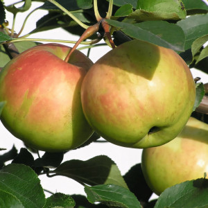 Саженцы Яблоня Богатырь