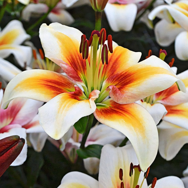 Луковицы  Лилия биколор азиатская Tinos (Тинос) (3шт.)