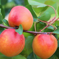 Саженцы Абрикос Шедевр