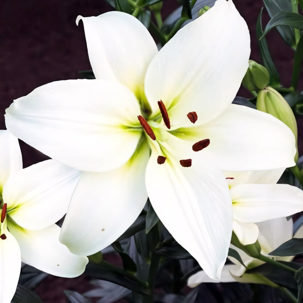 Луковицы  Лилия азиатская Navona (Навона) (3шт.)