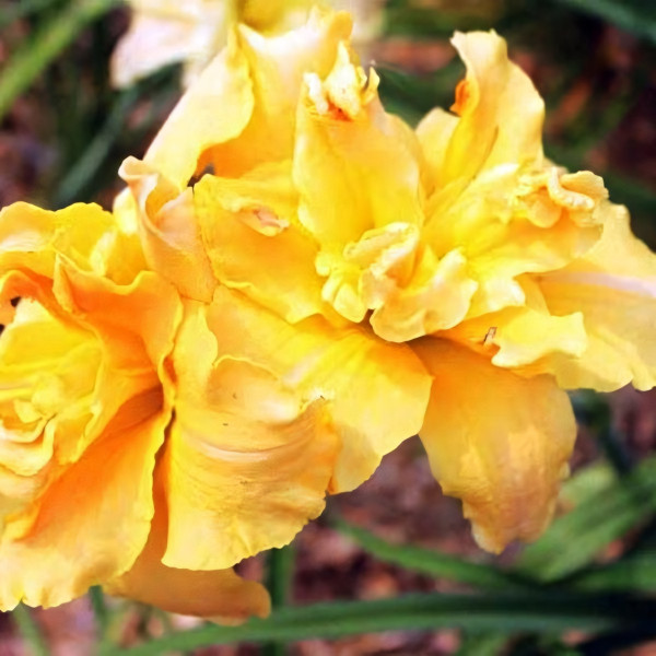 Саженцы Лилейник Alexanders Ragtime Band (Александерс Рэгтайм Бэнд)