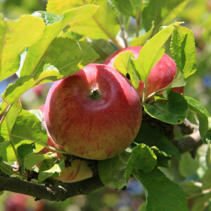 Саженцы Яблоня Волжская Красавица