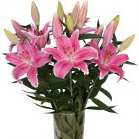 Луковицы  Лилия восточная Marlon (Марлон) (3шт.)