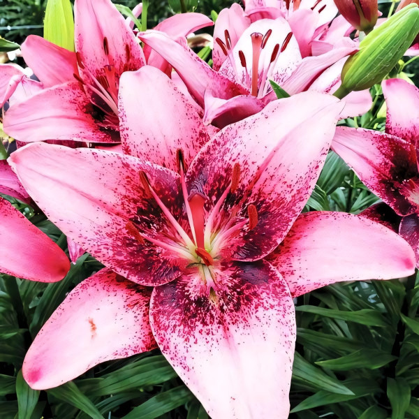 Луковицы  Лилия азиатская Purple Dream (Пурпл Дрим) (3шт.)